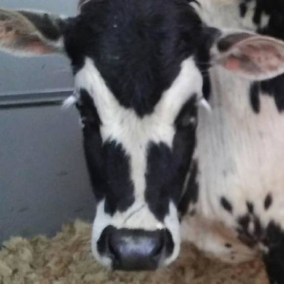 Meet your Posher, Candi - Picture 1 of 1